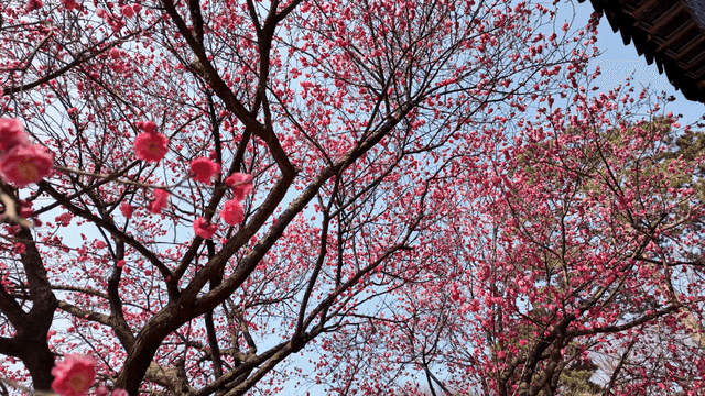 Red plum blossoms blooming under clear sky