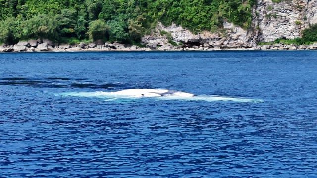 지느러미를 수면에 내려치며 헤엄치는 거대한 혹등고래