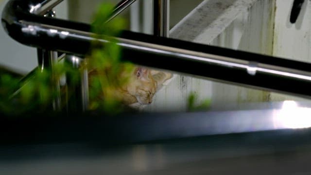 난간에서 평화롭게 잠든 고양이