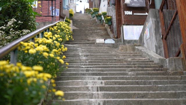 Steep alley steps between a flowerbed with yellow flowers and a residential area