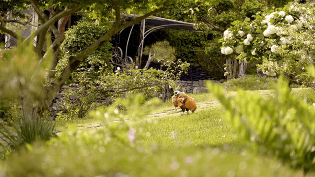 Chickens roaming in a lush garden
