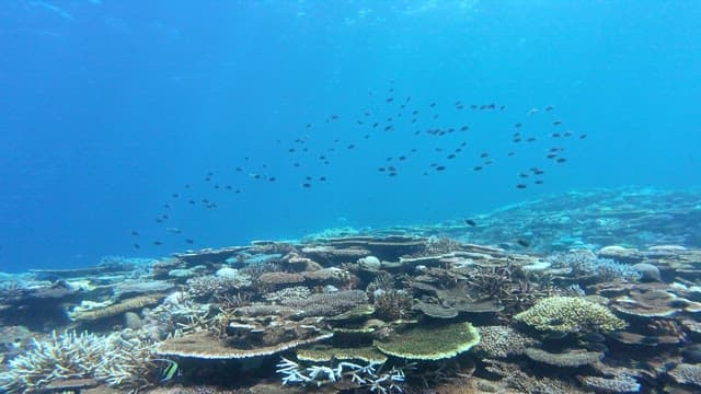 Underwater scene with corals and fish