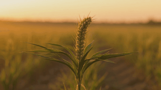 Wheat plants in sunlit field