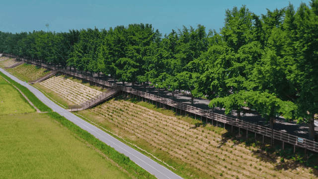 Scenic walking path lined with green trees