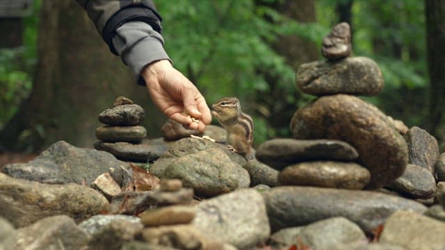 Hand petting a squirrel eating nuts