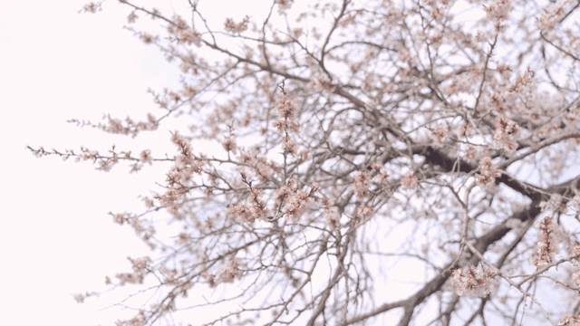 나뭇가지에 핀 벚꽃