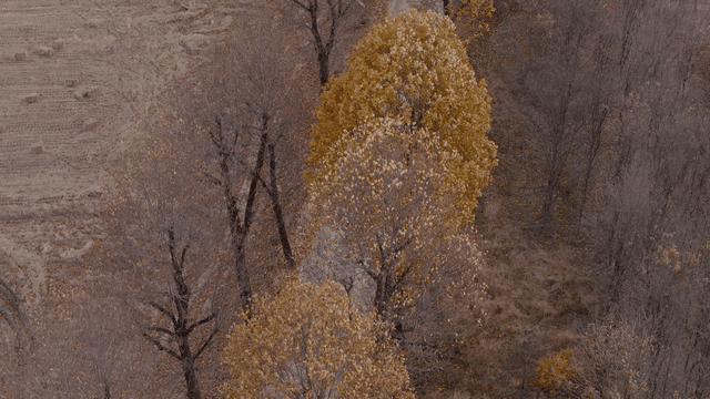 Narrow road lined with autumn trees
