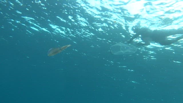 Diver catching a squid spewing ink underwater