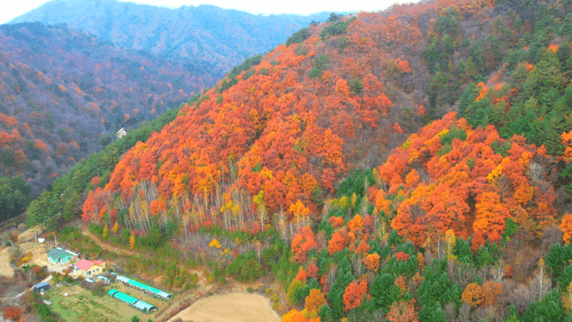 산비탈의 다채로운 가을 숲