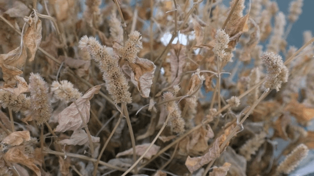 갈색 잎이 있는 말린 식물