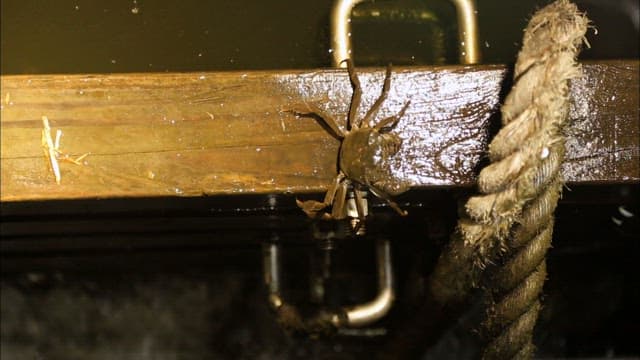 물가의 밧줄에 매달린 게