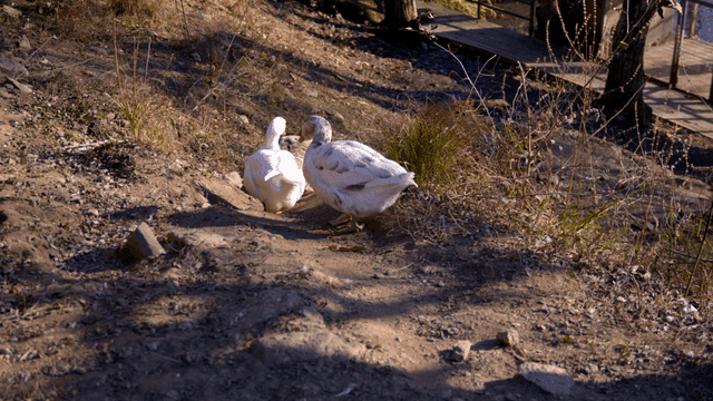 Ducks walking on dirt road