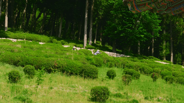 People harvesting green tea in a field