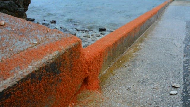 물가 바위 표면에서 움직이는 붉고 작은 게들