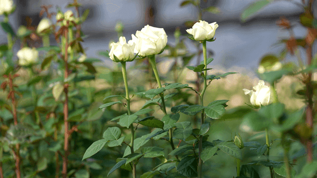 White roses blooming in garden