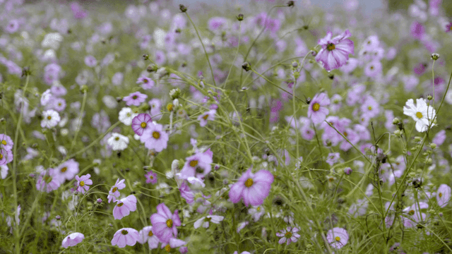 분홍색과 흰색 코스모스가 피어있는 들판
