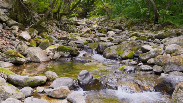 바위가 있는 고요한 숲 속 시냇물