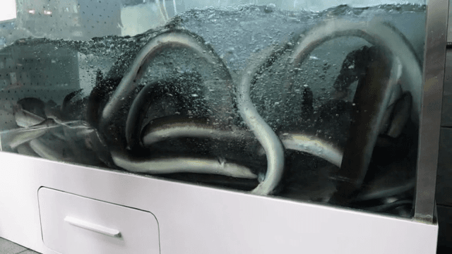 수조에서 헤엄치는 장어들