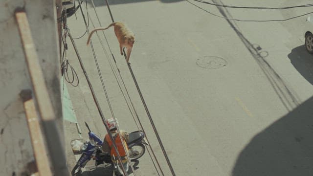 Monkey Moving Between the Wires of a Telephone Pole