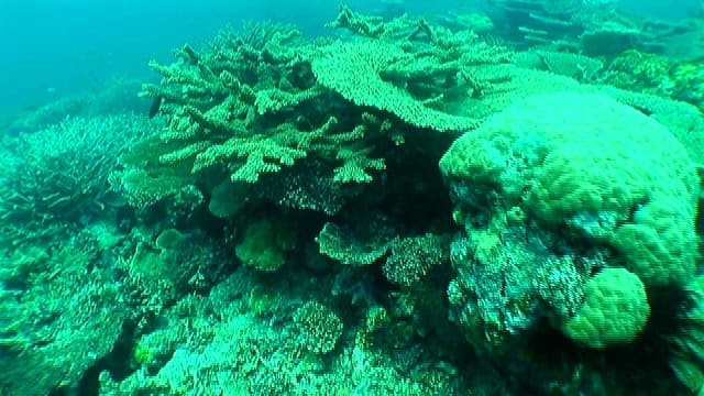 Colorful coral reefs in the deep sea