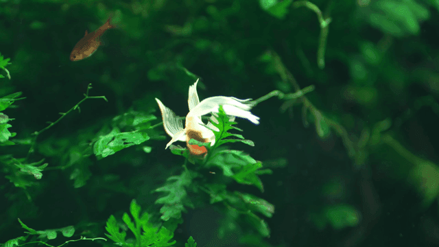 Tropical fish burrowing between water plants