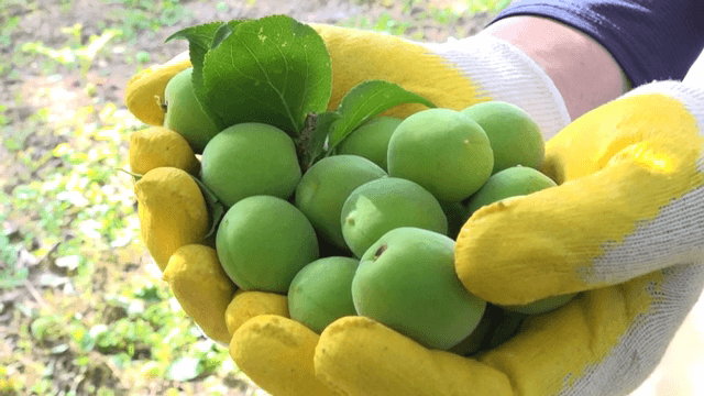 장갑 낀 손에 들린 신선한 청매실