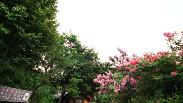 Serene path with blooming trees