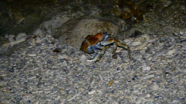 Blue Crab Navigating a Rocky Beach