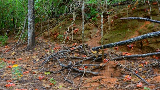 Red Crabs amidst Wet Forest Leaves