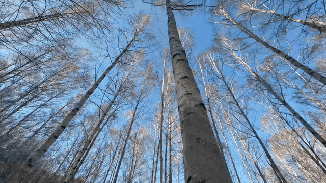 Snow-covered forest path with tall trees