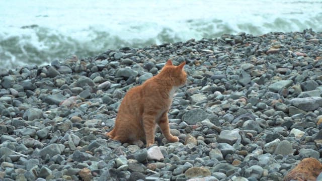 Ginger cat sitting on a rocky beach