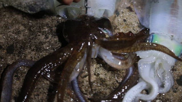 밤에 바위 위에 있는 오징어