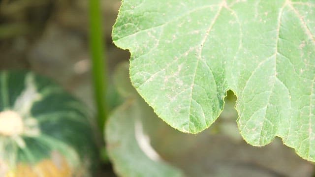 Green Sweet Pumpkin Growing among Leaves and Vines in Fields