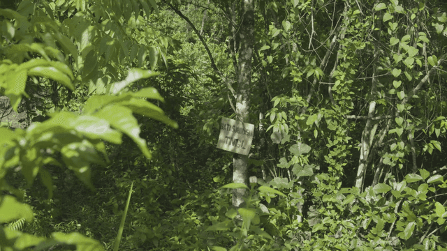 Green forest with sign on tree