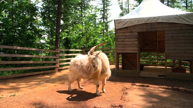 Goat with long horns standing in a sunny farm enclosure