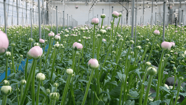Pink flowers blooming in a greenhouse