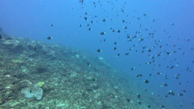 School of fish swimming over a coral reef