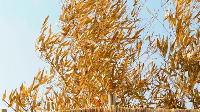 바람에 흔들리는 노란색의 마른 나뭇잎들