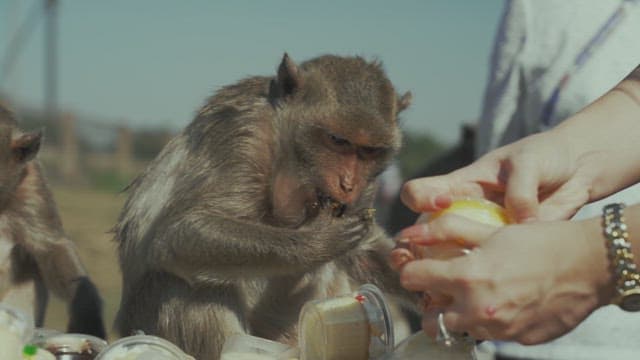 Monkey Eating Food Given by Tourists