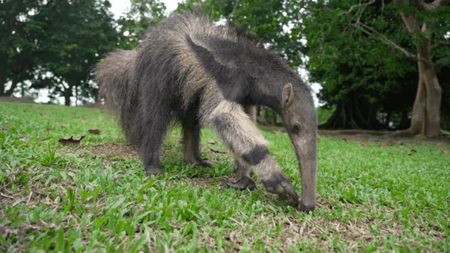 풀밭에서 먹이를 찾는 개미핥기