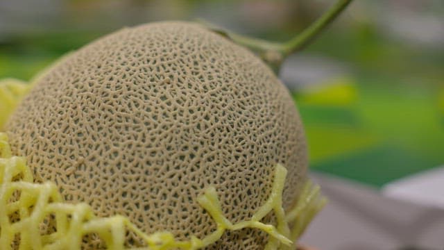보호망에 싸인 멜론