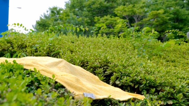 Yellow towel on green bushes