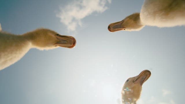 Ducks Chatting Under the Midday Sun