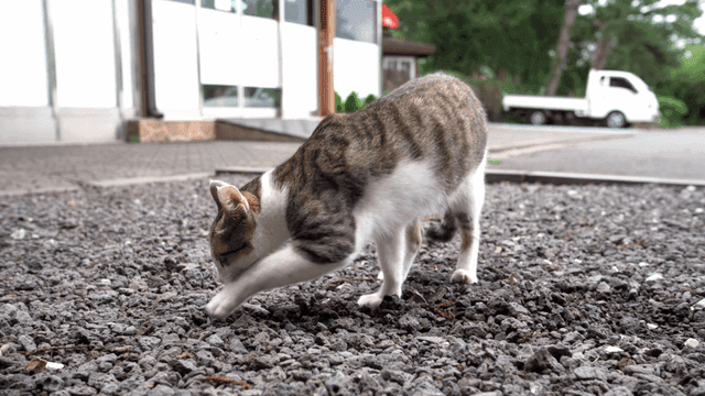 Cat exploring a gravel path