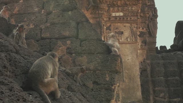 Monkeys Gathering on Ancient Stone Ruins