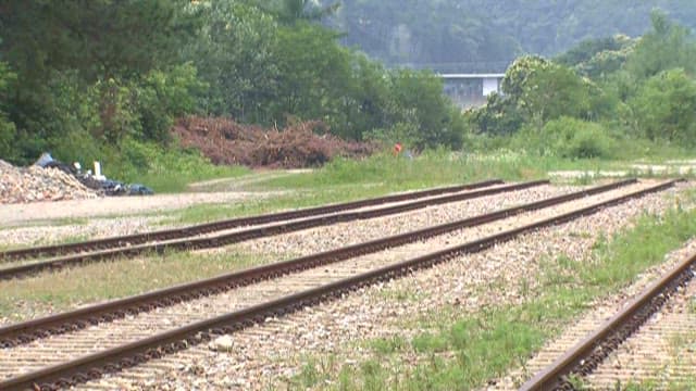 Serene Railroad Tracks in a Lush Green Area