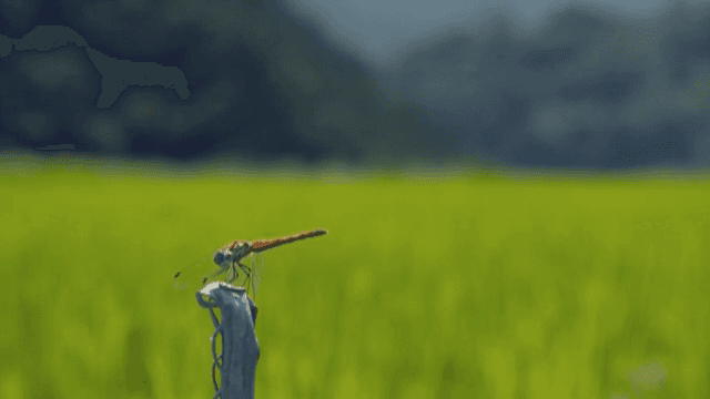 들판에 앉아 있는 잠자리