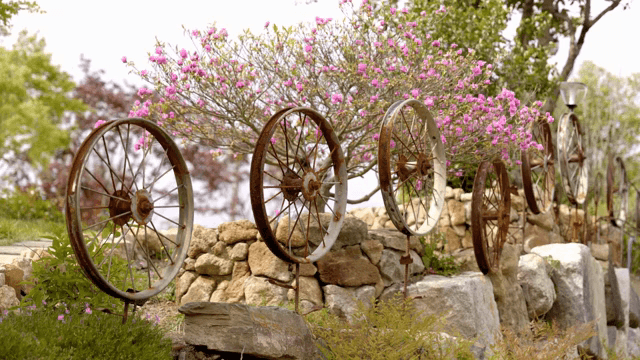 녹슨 바퀴와 만개한 꽃들