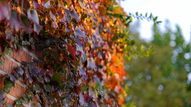 Colorful ivy leaves on a brick wall