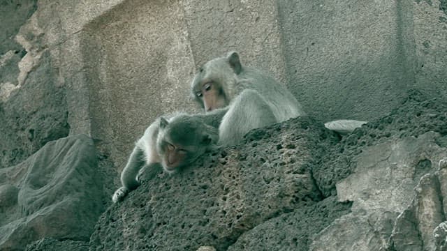 애정을 담아 털을 골라주는 원숭이들